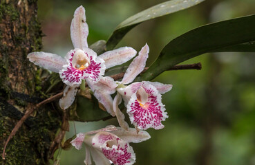 Costa Rican Orchids © Hodossy