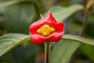 hot lips flower