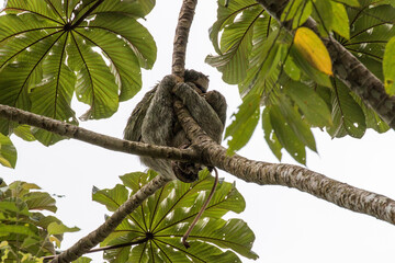 sloth on tree