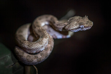 Eyelash pit viper