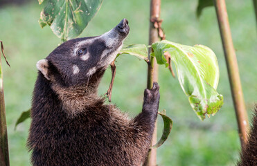 Coati
