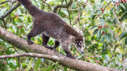 Coati
