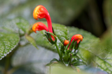 Parrothead like red flower