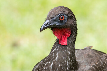 Crested Guan