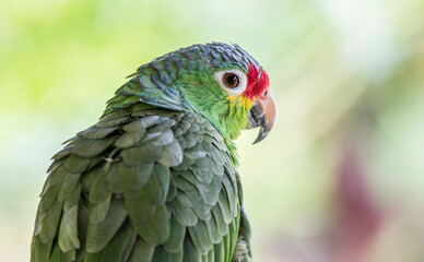 Red-lored Parrot