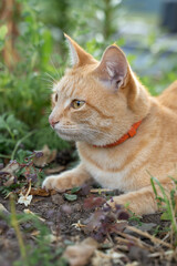 Naklejka na ściany i meble Cat in the Green Grass in Summer. Beautiful red cat with yellow eyes among the green grass.