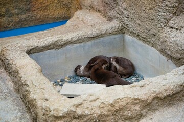 カワウソ