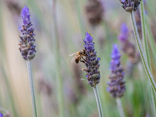 Bee Lavender