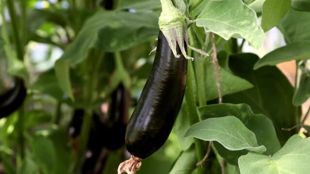 maturing aubergine grows in a greenhouse