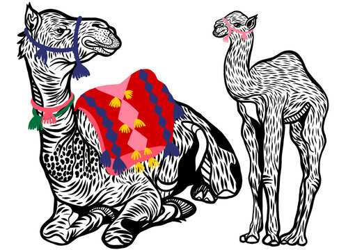 Black and white drawing of a camel with baby camel 