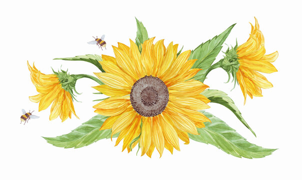 Realistic composition of watercolor sunflowers and leaves with bees for postcard, gift card, invitation, wedding menu, thanksgiving day; floral hand drawn illustration isolated on white background