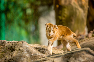 Goats in search of food roam the desert hot pasture. Moroccan goats climb trees to eat leaves. Sheep eat the remains of a watermelon.