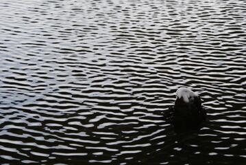 Ripples - the instant effect of wind on water.