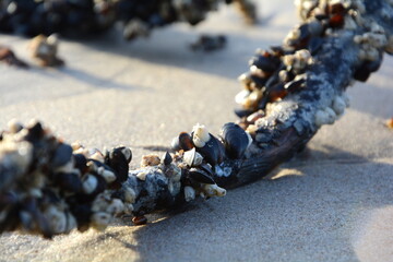 Balanus and common mussels on a stick thrown by the Baltic Sea