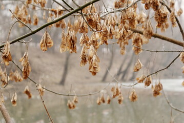 Branches of Norway maple full off fruits - samaras. Autum view of tree.