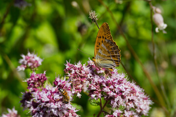 Silver-washed Fritillary butterfly (Argynnis paphia) sitting on light pink flower in Zurich, Switzerland