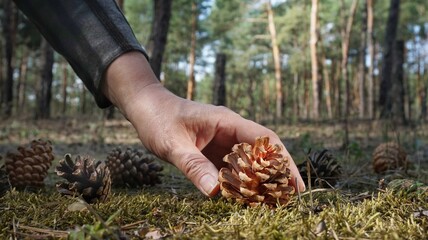 Female hand, a woman takes a yellow orange pine cone from the ground in the forest
