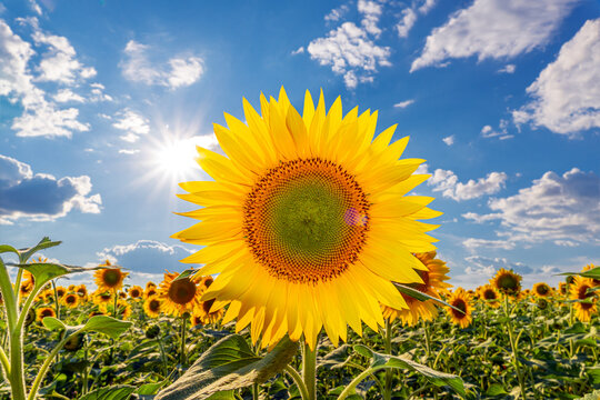Sunflower in the field. Summer landscape. Warm weather, meadow. A yellow flower on a blue sky background. Sunflower in the warm sunlight. Ecology, nature. Sunflower seeds. Vegetable oil.