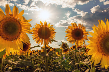 A beautiful field of sunflowers. The sun through the foliage. A picture of an advertisement for sunflower and vegetable oil. Botany. Cultivation of oilseeds. Harvest time. Sunflower seeds.
