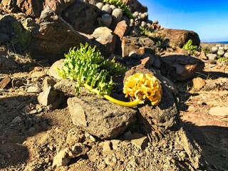 Rare yellow lion's claw flower endemic to Chile in the Atacama Desert