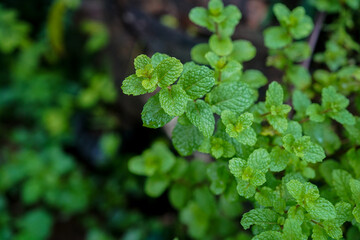 peppermint Top view,Green peppermint leaves.