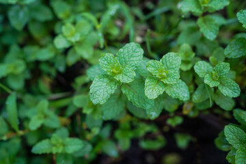 peppermint Top view,Green peppermint leaves.