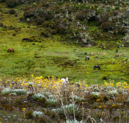 Wild horses in the dead valley of the national park sierra de la Culata - Venezuela