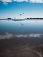 Obraz na płótnie Canvas kite at the beach - refelction