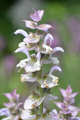 Obraz premium Blooming Medicinal Sage Flowers in a Garden