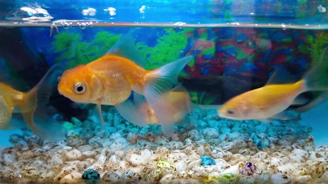 Ikan Mas Koki or Indonesian Goldfish or Cyprinus Carpio in mini oxygen aquarium. Known famously as Indonesian People Favorite Pet. Suitable for Fish Enthusiast or pet lovers