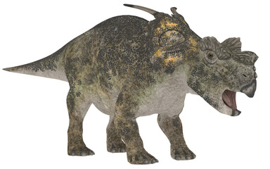achelousaurus or triceratops on white background