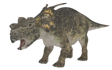 achelousaurus or triceratops on white background
