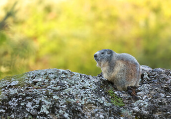 The alpine marmot - Marmota marmota - is a large ground-dwelling squirrel. Soft diffused green background. Large mossy overground stone