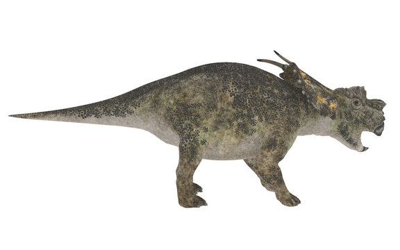 achelousaurus or triceratops on white background