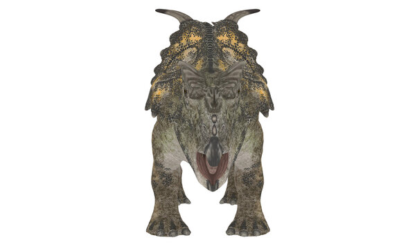 achelousaurus or triceratops on white background