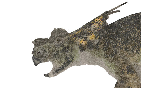 achelousaurus or triceratops on white background