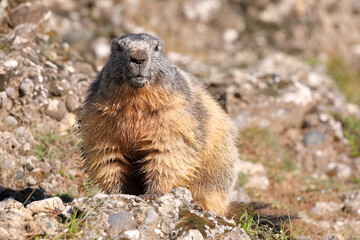 Portrait of the alpine marmot - Marmota marmota - with a stone background