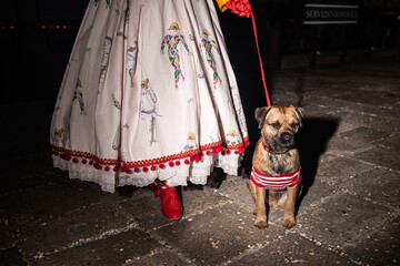 Dog in Carnival in Venice, Italy - Carnevale di Venezia
