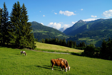 Fototapeta na wymiar cows grazing in the Austrian Alps of the Schladming-Dachstein region (Styria or Steiermark, in Austria)