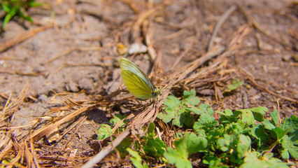 Butterfly Macro 2022 Georgia Photo