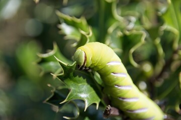 green caterpillar on a leaf