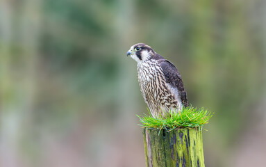 Peregrine Flacon, Falco Peregrinus, Perched on a fence post