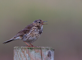 Meadow pipit (Anthus pretensis) singing on a fence post, Framptom Marsh Nature reserve, Lincolnshire, UK. Facing right, side view