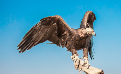 Golden eagle close-up on the background of the sky. The bird of prey hunts its prey. The eagle sits on the trainer's hand. Falcon hunting. National tradition of Asia. Kazakhstan