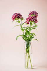 Bouquet of Sweet William carnations on a colored background.