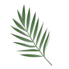 Tropical leaves. Monstera plant leaf, banana plants, and green tropical palm leaves. Jungle palms forest flora nature, Flat Modern design ,isolated background  illustration