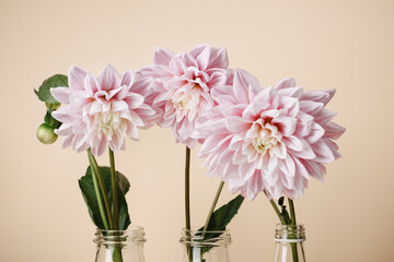 Pink pastel dahlia flowers.