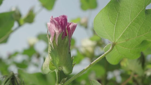 Flower and unripe cotton bolls