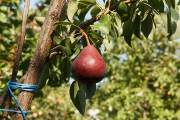 Big heavy red pear matured on a branch in garden. Branch is tied with a blue rope to support so as not to break from the weight of pear