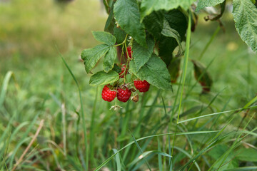 Berries of red sweet and tasty raspberries sour on branches in  garden on green background